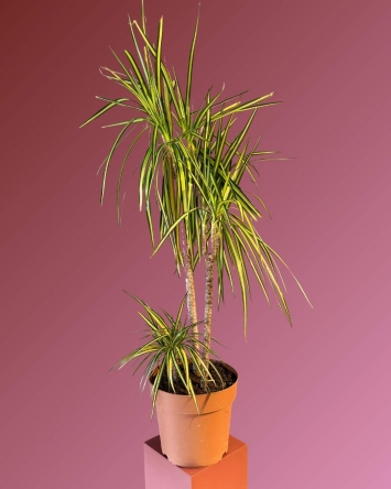 Dracena Marginata 