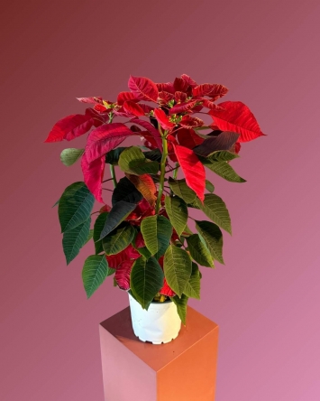 Poinsettia ATATÜRK Çiçeği