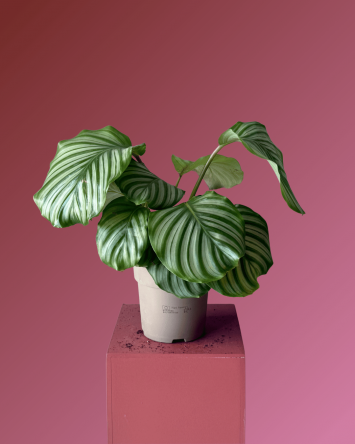 CALATHEA ORBİFOLİA 