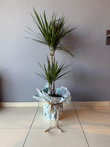 Dresena Marginata 
