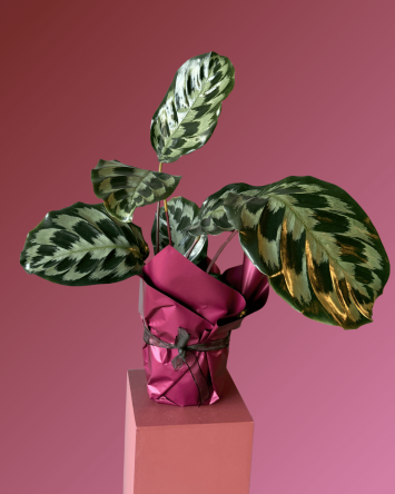 CALATHEA