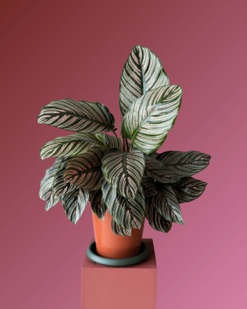 CALATHEA ORBİFOLİA