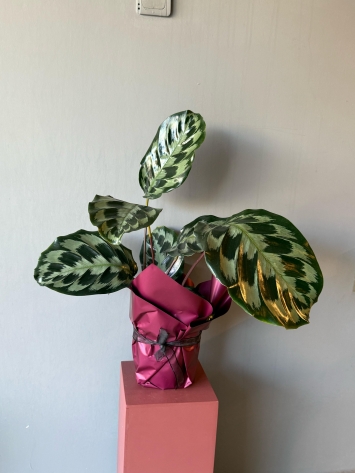 Calathea Bitkisi 
