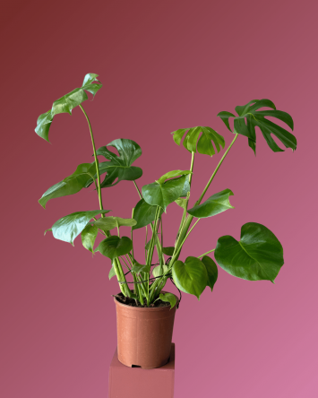 MONSTERA 