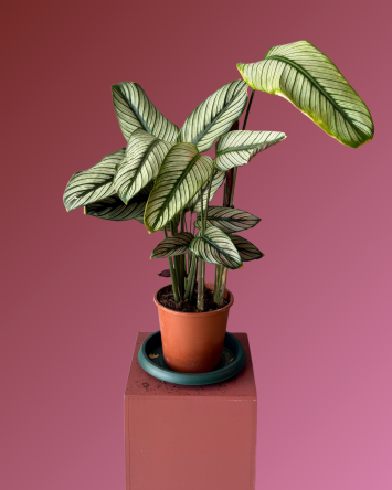 BETONİSH CALATHEA 