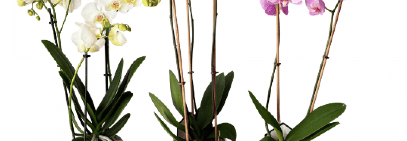 https://www.bbfloralizmir.com/